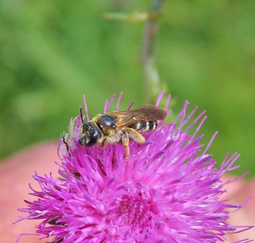 Halictus sp.